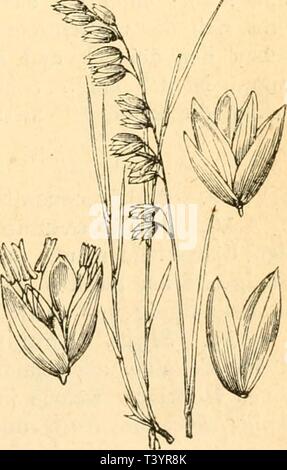 Image d'archive à partir de la page 768 de Die Pflanzenfeinde aus der Klasse. Pflanzenfeinde die aus der Klasse der Insekten. Nach Ein Handbuch sämmtlicher Pflanzenfamilien geordnetes auf den einheimischen Pflanzen bisher beobachteten Insekten zum Gebrauch für Entomologen Insektensammler Botaniker,,, Land- und Forstwirthe diepflanzenfeind00kalt und Gartenfreunde Année : 1874 Arena sativa. 1. Lema cyanella, L., und 2. Lema melanopa, Hfjsf., leben auf dem gebauten Hafer. Man findet die, gelblichen gewöhnlich mit Schleim uud Koth bedeckten Larven im Juni Juli und auf der obern Blatt- seite, die sie gerade dans Banque D'Images