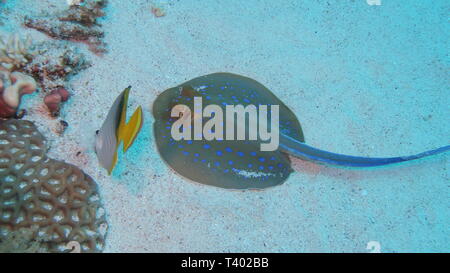 Un ruban bleu spotted tail ray et un poisson papillon à la recherche de nourriture ou de proies dans le fond sableux du récif à l'Esa Rouge en Egypte pour l'alimentation Banque D'Images