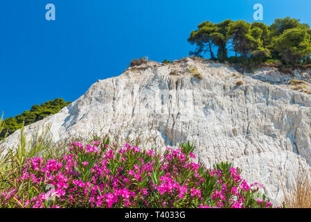 Haut de la white cliffs Mons Klint Banque D'Images