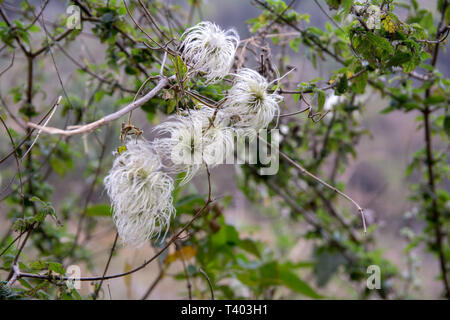 Belle fleur blanche herbe sauvage à plumes Banque D'Images