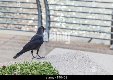 Noir corbeau sur granit. Avec l'arrière-plan flou. Banque D'Images