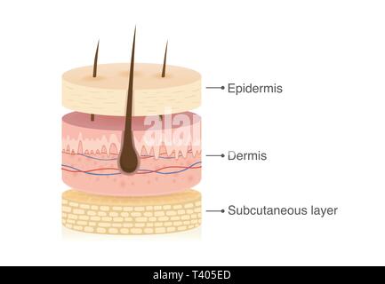 Trois couches de la peau humaine avec 3 dimension en cercle. Illustration de Vecteur