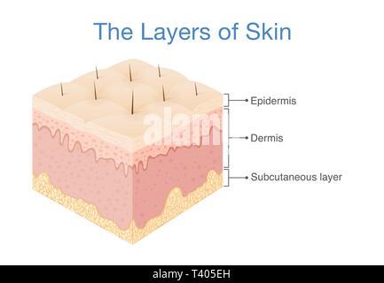 La couche de la peau humaine pour schéma médical. Illustration de Vecteur