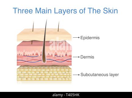 Trois couches de la peau humaine. Illustration de Vecteur