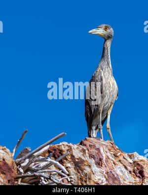 Bihoreau gris jaune immatures (Nyctanassa violacea) sur la côte rocheuse de la Basse-Californie, au Mexique. Banque D'Images