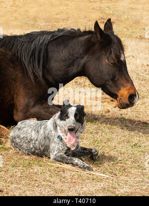 Spotted dog noir et blanc couché à côté de son ami cheval arabe de couchage d'hiver ensoleillée en pâturage Banque D'Images