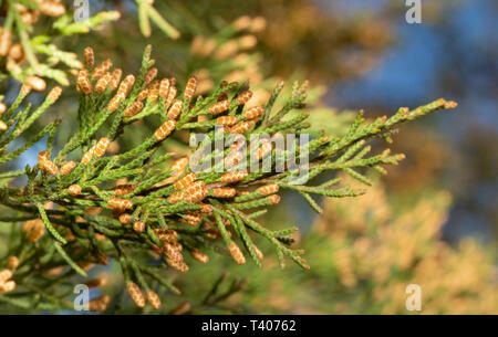 Cèdre rouge de l'Est mâles en fleurs en hiver, prêt à libérer beaucoup de pollen qui est un allergène puissant Banque D'Images