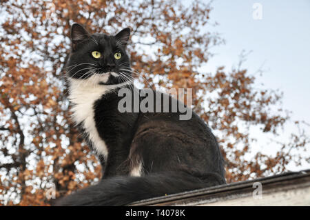 Handsome tuxedo cat assis très haut, regardant à droite de l'afficheur, avec un chêne sur l'arrière-plan Banque D'Images