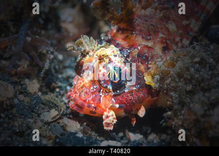 Dendrochirus brachypterus poisson lion [taupes]. Détroit de Lembeh, au nord de Sulawesi, Indonésie. Banque D'Images