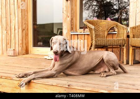 Le Braque sur terrasse en bois de la maison écologique. Chien de chasse à la maison. Banque D'Images
