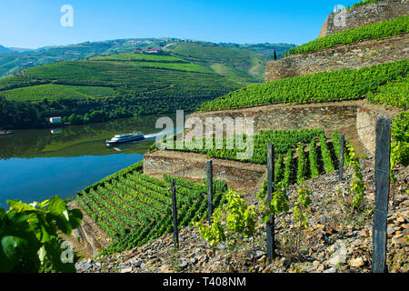 Dans le vignoble de la vallée de l'enfer, Vale do Inferno, au-dessus de la rivière Douro, le Quinta de la Rosa Winery, Pinhao, Vallée du Douro, Portugal Banque D'Images