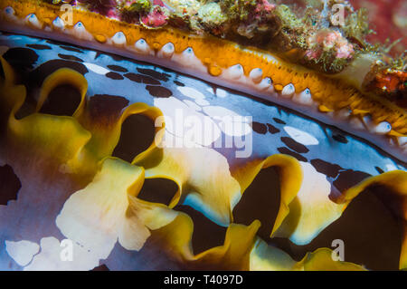 L'huître épineuse de Mantel [Spondylus varius]. L'Indonésie. Indo-ouest pacifique. Banque D'Images