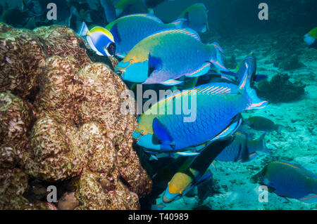 Greenthroat ou Singapour poisson perroquet (Scarus prasiognathus), mâles terminaux pâturage sur couverts d'algues coral boulder avec un Powderblue chirurgiens ou Poe Banque D'Images