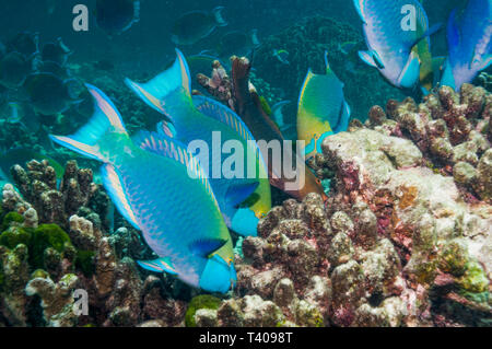 Greenthroat ou Singapour poisson perroquet (Scarus prasiognathus), terminal hommes et une femme sur les pâturages couverts d'algues coral boulder. La mer d'Andaman, Thaiil Banque D'Images