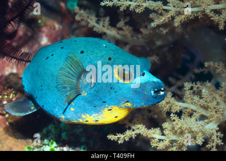 Black spotted poisson-globe (Arothron nigropunctatus). Rinca, le Parc National de Komodo, en Indonésie. Banque D'Images