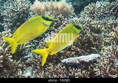 Poisson Lapin masqué [Siganus puellus]. Mabul, la Malaisie. Indo-ouest pacifique. Banque D'Images