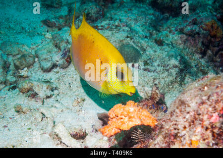 Coral [Poisson Lapin Siganus carallinus]. Mabul, la Malaisie. Indo-ouest pacifique. Banque D'Images