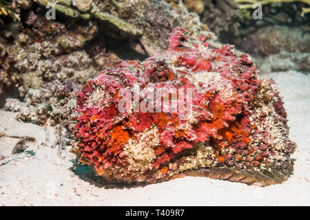 Reef poisson-pierre Synanceia verrucosa []. Il a jeté sa peau, montrant l'accouplement rouge couleur. Le poisson le plus venimeux. L'Egypte, Mer Rouge. Pacifi que Ouest Indo Banque D'Images