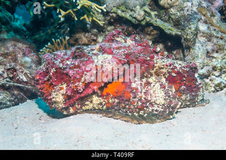 Reef poisson-pierre Synanceia verrucosa []. Il a jeté sa peau, montrant l'accouplement rouge couleur. L'Egypte, Mer Rouge. Indo Pacifique Ouest. Banque D'Images