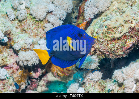 Tang ou limande poisson chirurgien (Zebrasoma xanthurum). L'Egypte, Mer Rouge. Banque D'Images