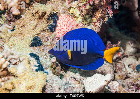 Tang [Zebrasoma xanthurum limande]. L'Egypte, Mer Rouge. Banque D'Images