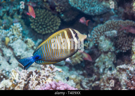 Sailfin Tang [Zebrasoma veliferum]. L'Egypte, Mer Rouge. L'Océanie, de l'Océan Indien et le Pacifique Sud. Banque D'Images