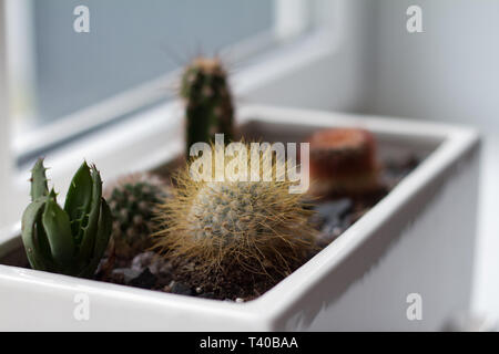 Petit cactus et succulentes multicolores dans un grand pot blanc sur le rebord, Soft focus, place pour le texte. Banque D'Images