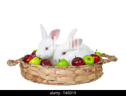 Deux adorables petits lapins blancs albinos bébé assis dans un panier tressé brun vert et rouge miniature avec des pommes. Scène de chasse d'automne, isolé sur blanc Banque D'Images