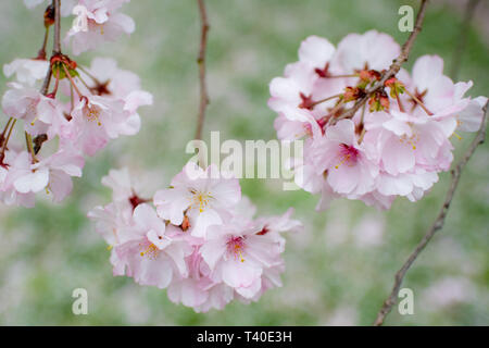 Fleurs de cerisier au printemps - prunus rosaceae blossom close up - arbres en fleurs fleurs avec fleurs roses et blanches - cherry tree blossom close up Banque D'Images