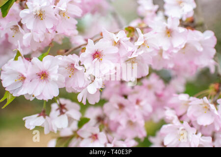 Fleurs de cerisier au printemps - prunus rosaceae blossom close up - arbres en fleurs fleurs avec fleurs roses et blanches - cherry tree blossom close up Banque D'Images