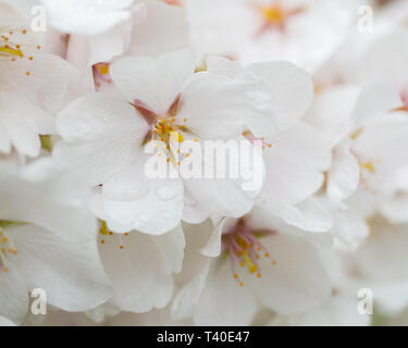 Prunus x Yedoensis cerisiers en fleurs au printemps - arbres en fleurs fleurit avec des fleurs blanches - Prunus yedoensis cherry tree blossom close up Banque D'Images