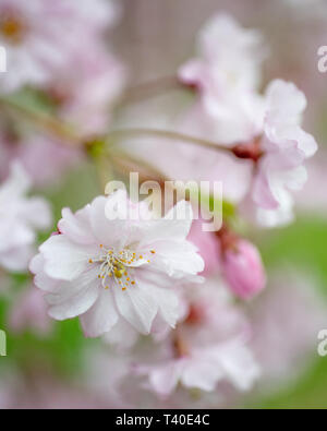 Fleurs de cerisier au printemps - prunus rosaceae blossom close up - arbres en fleurs fleurs avec fleurs roses et blanches - cherry tree blossom close up Banque D'Images