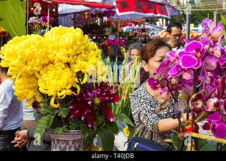 Fleur de la nouvelle année lunaire, juste le parc Victoria, Hong Kong Banque D'Images