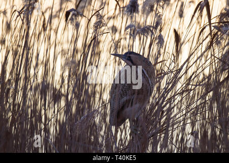 Rohrdommel, Botaurus stellaris butor eurasien, Banque D'Images