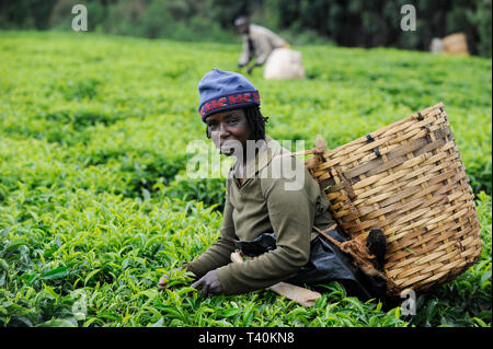 KENYA Limuru, Tigoni, récolte de thé, feuilles de thé vert femmes cueillir dans le jardin de thé / KENIA, Tee Ernte, pfluecken Teeblaetter die Frauen Banque D'Images