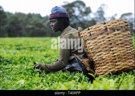 KENYA Limuru, Tigoni, récolte de thé, feuilles de thé vert femmes cueillir dans le jardin de thé / KENIA, Tee Ernte, pfluecken Teeblaetter die Frauen Banque D'Images