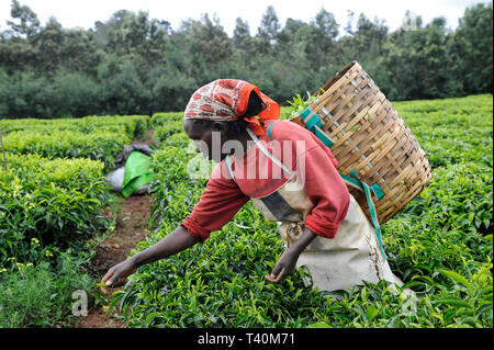 KENYA Limuru, Tigoni, récolte de thé, feuilles de thé vert femmes cueillir dans le jardin de thé / KENIA, Tee Ernte, pfluecken Teeblaetter die Frauen Banque D'Images