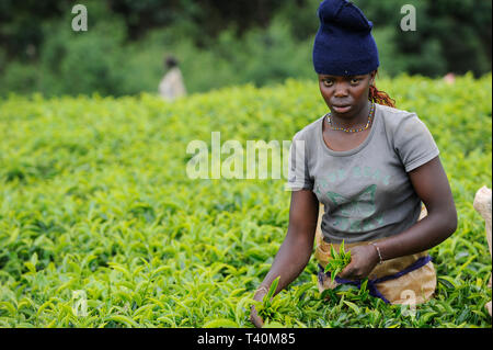 KENYA Limuru, Tigoni, récolte de thé, feuilles de thé vert femmes cueillir dans le jardin de thé / KENIA, Tee Ernte, pfluecken Teeblaetter die Frauen Banque D'Images