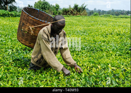 KENYA, Muranga, village Ndiriti, feuilles de thé de la récolte des travailleurs Banque D'Images