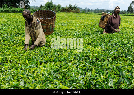 KENYA, Muranga, village Ndiriti, feuilles de thé de la récolte des travailleurs Banque D'Images