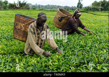 KENYA, Muranga, village Ndiriti, feuilles de thé de la récolte des travailleurs Banque D'Images