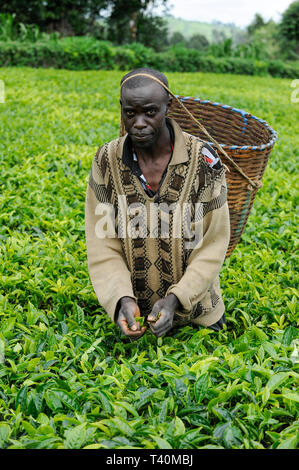 KENYA, Muranga, village Ndiriti, feuilles de thé de la récolte des travailleurs Banque D'Images