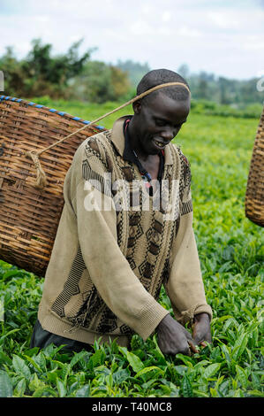 KENYA, Muranga, village Ndiriti, feuilles de thé de la récolte des travailleurs Banque D'Images