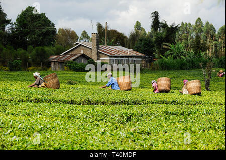 KENYA, Muranga, village Ndiriti, feuilles de thé de la récolte des travailleurs Banque D'Images