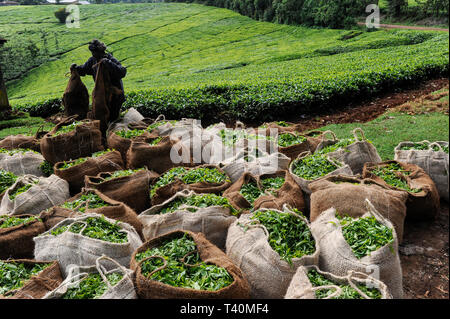 KENYA, Muranga, village, Ndiriti récolte travailleur les feuilles de thé, point de collecte, sacs de jute, le plastique-libre Banque D'Images