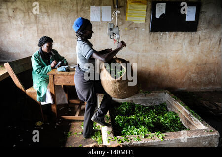 KENYA, Muranga, village, Ndiriti récolte travailleur les feuilles de thé, point de collecte, sacs de jute Banque D'Images