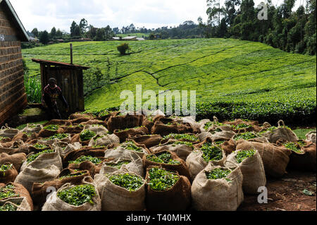 KENYA, Muranga, village, Ndiriti récolte travailleur les feuilles de thé, point de collecte, sacs de jute, le plastique-libre Banque D'Images