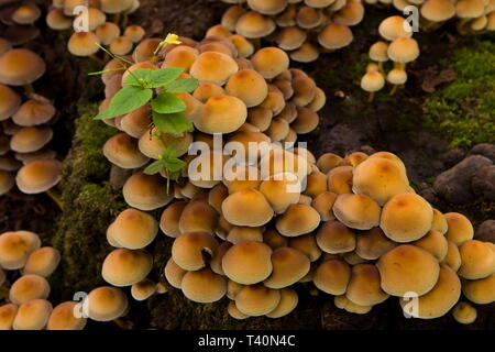 La grande famille des faux miel agarics closeup Banque D'Images