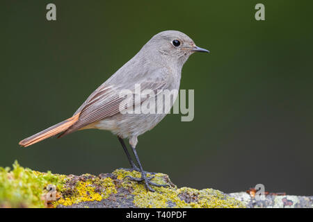 Rougequeue noir (Phoenicurus ochruros gibraltariensis), vue latérale d'un individu perché sur un morceau d'une écorce Banque D'Images