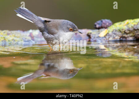 Fauvette sarde (Sylvia melanocephala), femelle adultes prendre un bain Banque D'Images